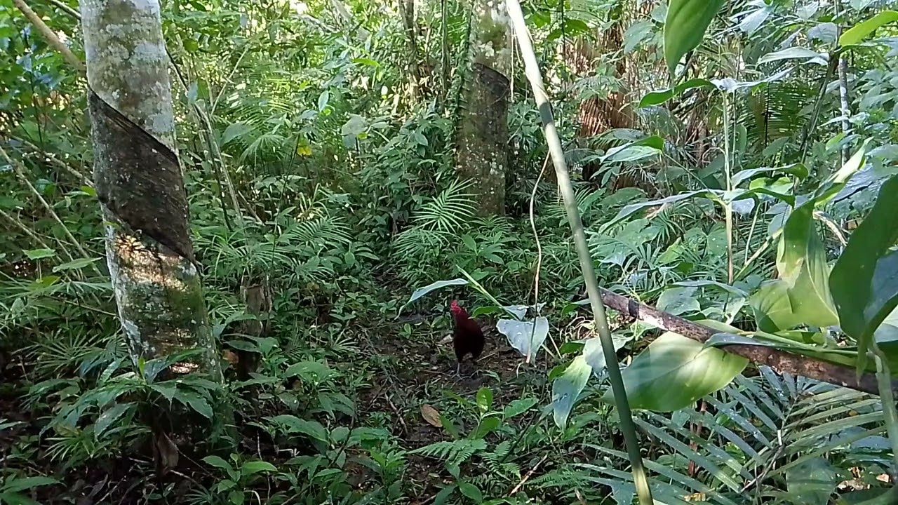 Nakahuli Ang bagong pangate na si tober