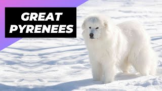 Great Pyrenees  One Of The Best ColdWeather Dog Breeds #shorts