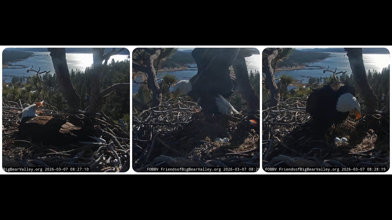 Jackie returns, Shadow's long shift ends 07.03.2026 @FOBBVCAM