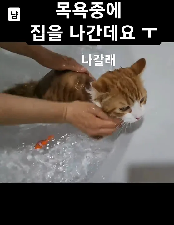 #동물농장 - YouTube