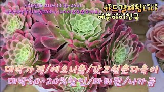 대박50~20%할인 /파티퀸/핑크마녀/파이어폭스.  이화랜드01033392461 나는농부다282회출연