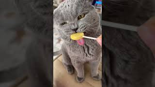 Asmr Naitos Forbidden Flavors Licking Lollipops, Watermelon & The Post-Guilt Groom