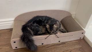 FUKUMARU 26 Inch Cat Scratcher Bed - Large Reversible Cardboard Cat Scratching Pad screenshot 1