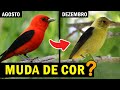 AVES QUE MUDAM DE COR? ORNITÓLOGO RESPONDE #10