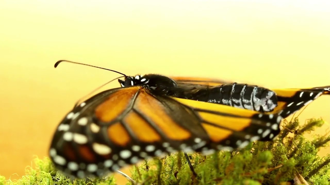 #NATURE #NATURELOVERS #NATUREBEAUTY # NATUREBEAUTYVIDEO #BUTTERFLY #BUTTERFLYLOVERS