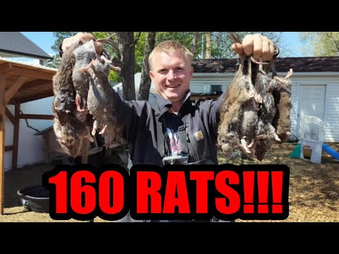 160 Rats ERADICATED From Farm By Mink And Dogs 