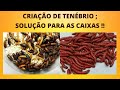 CRIAÇÃO DE TENÉBRIO ; SOLUÇÃO PARA AS CAIXAS