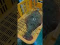 ヒラメを絞める　#shorts