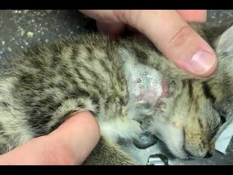 Removing a Botfly Larvae From a Kitten