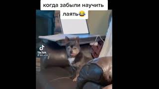 КОГДА ЗАБЫЛИ НАУЧИТЬ ЛАЯТЬ