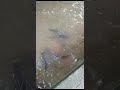 #bigfish