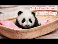 International Panda Day Is Coming | iPanda