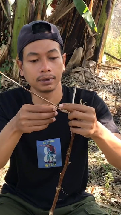 Cara pikat burung ciblek sawah #bolang #cakluqchannel #pikatburung #cariburung #sarangburung