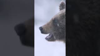 Hungry Bear Wakes Up After 6 Months of Sleep #natgeo #WolfVsBear