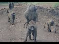 Wild Animal Mating - (HD)