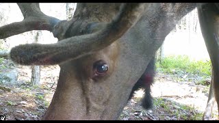 Browning Trail Cam VideosSummer 2022