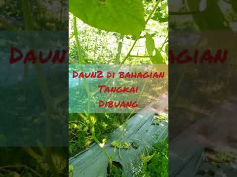 Video: Tumbuhan Lagenaria