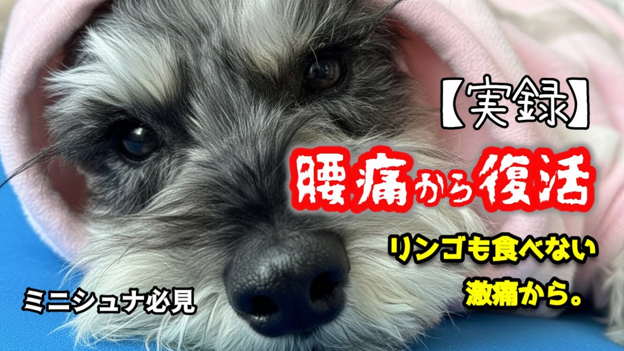 【実録】大好物のリンゴさえ食べないほどの激痛。ミニシュナを襲う腰痛の再発と、我が家が捨てた「3つの習慣」【ミニチュアシュナウザー】