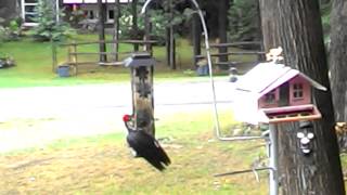 Piliated woodpecker feeding.