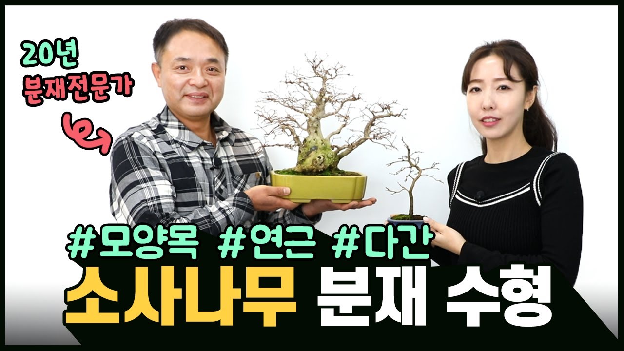 소사나무 분재 철사걸이로 모양목 만들기!🙌 분재전문가가 만든 연근형 소사와 다간 소사나무 중품의 매력도 느껴보세요😎ㅣbonsai
