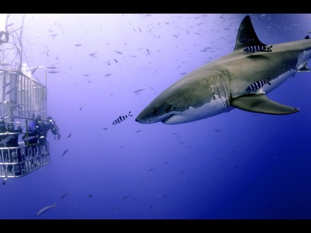 Great White Shark Scuba Diving Face to Face with 15 Footer!!! Over 540,000 views!