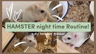 Hamster night time routine!  | + diy boredom breaker