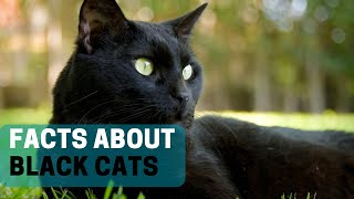 13 Fascinating Facts About Black Cats