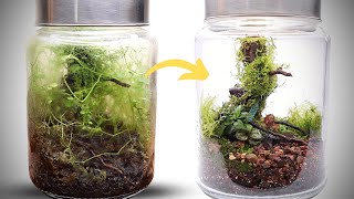 Rebuilding A One Year Old Mossarium