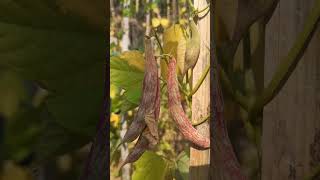 farming organic beans#garden #organicfarming #beans