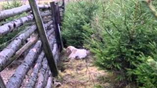 Aninka Oderský Skřítek A Teta Viky