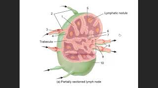 Lab Practical 3 Review Wealth