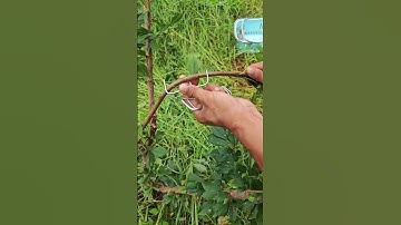 The whole process of bending a tree branch with an iron hook - tools make it easier to shape