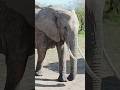 Elephant with its cute baby shortyoutubeshorts shorts elephant masaimara anandg