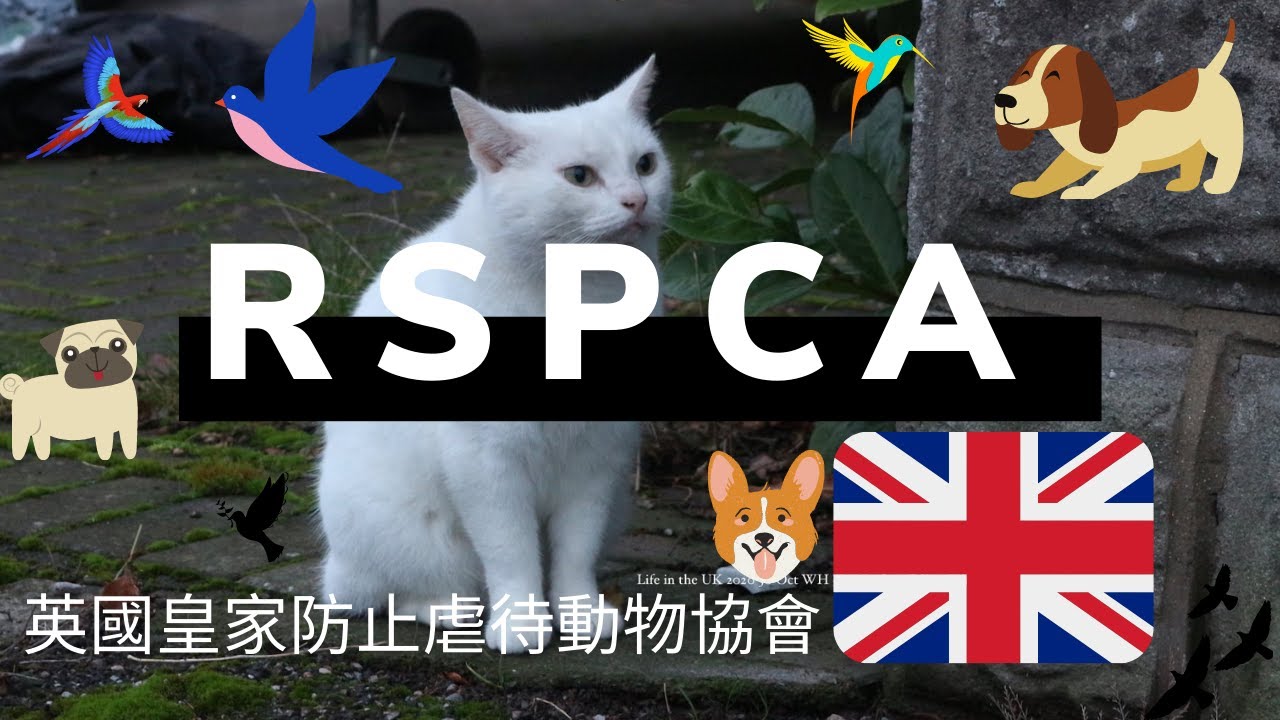 英國疫情中虐待動物的案子持續升高😰 英國生活 life in the UK I RSPCA