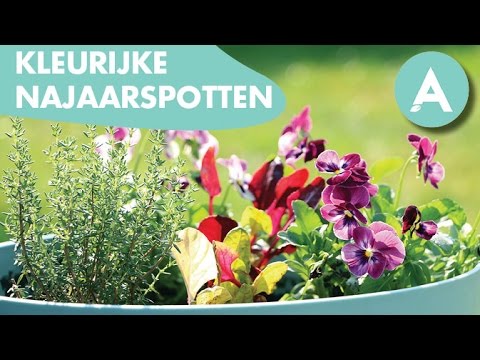 Eetbare najaarspotten! - ANGELO - Tuintip #9