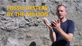 Fossil Oysters By The Million