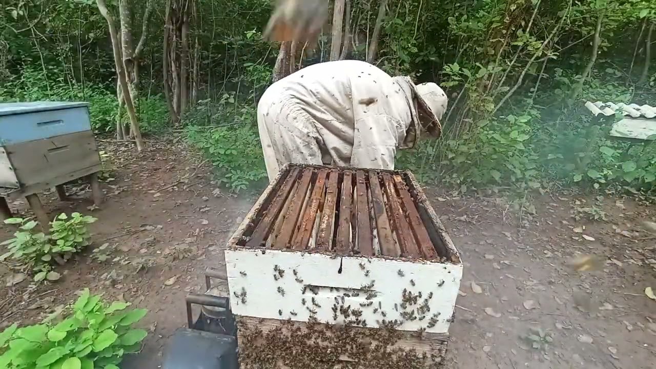 Revisão nas melgueiras - parte 01🐝🍯