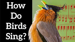 How Birds Sing (and how it's different from us)