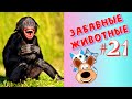 Приколы с Животными #21 / Смешные Животные / Приколы 2020 / Приколы про Животных / Лучшие Приколы