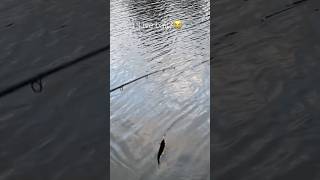 How to use live bait while fishing (the right way) #shorts #fishing