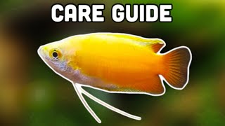 How to care for: Honey Gourami | Care guide | FFL