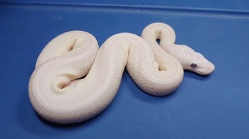 vanilla scream Mojave / lesserbee