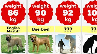 Comparison: 50 Biggest Dogs in the World | Largest Dog Breeds
