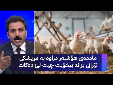 ماددەی هۆشبەر دراوە بە مریشکی ئێرانی بزانە بیخۆیت چیت لێ دەکات