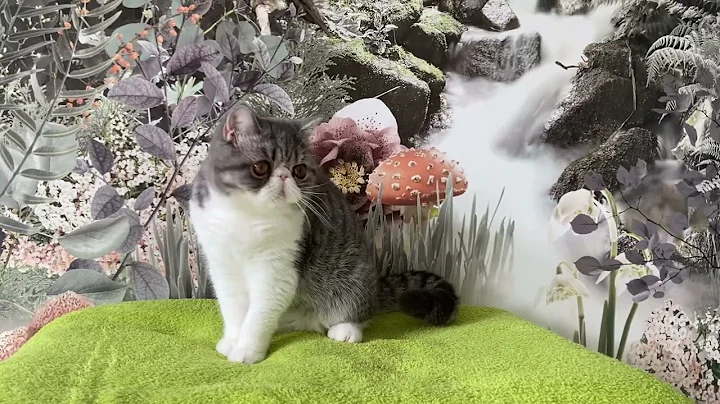 Video 735951: blue white exotic shorthair, exotic shorthair boy