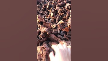 Rễ mú từn khô rất tốt cho sinh lý của đàn ông