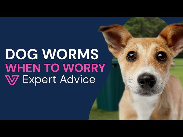 What Does Hook Worms Look Like in Dog Poop: Key Signs Revealed