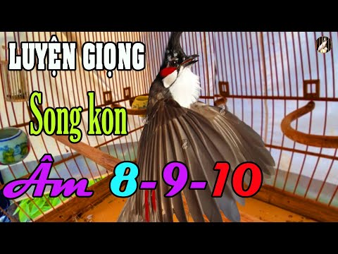 Video Chim Thầy Sông Kôn Hót Luyện Giọng Má Trắng + Kích... - youtube