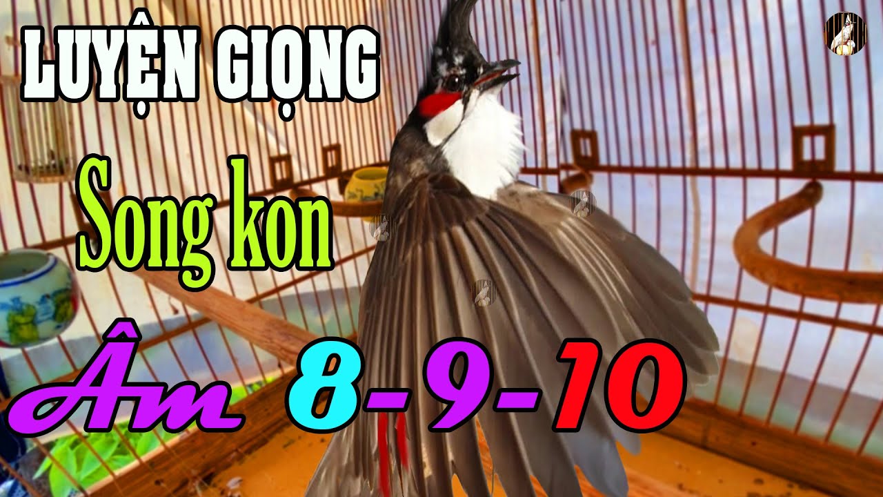 Chim Thầy Sông Kôn Hót Luyện Giọng Má Trắng + Kích Chào Mào Bổi Sổ Giọng p3