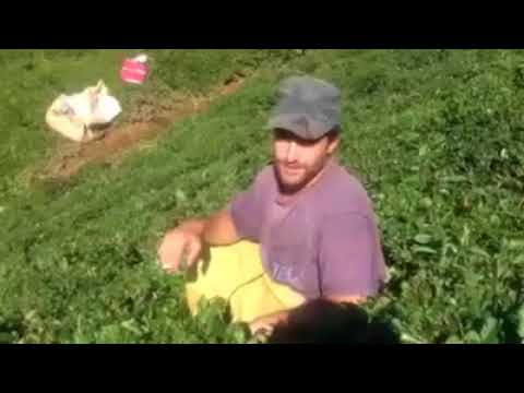 ქართველები თურქეთში, ქართული ტრადიციული სიმღერით